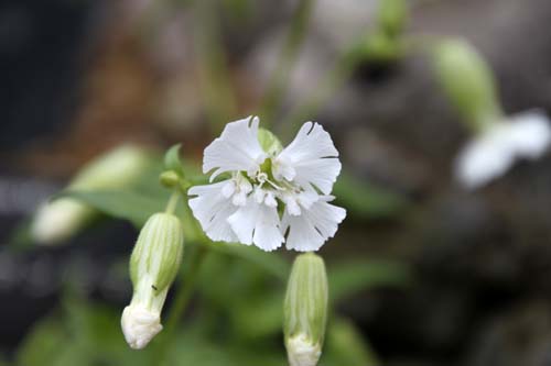 �A�I�����}���e�}�A�炭�₱�̉Ԋ�