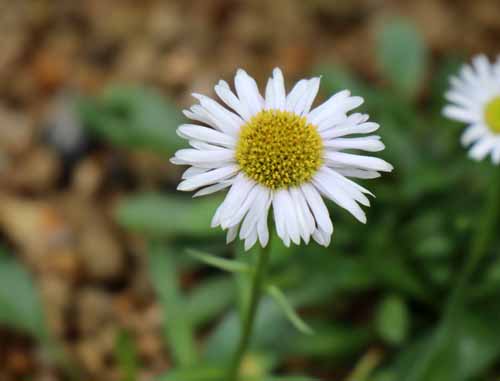 �A�|�C�A�Y�}�M�N�A�炭�₱�̉Ԋ�