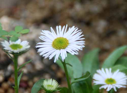 �A�|�C�A�Y�}�M�N�A�炭�₱�̉Ԋ�