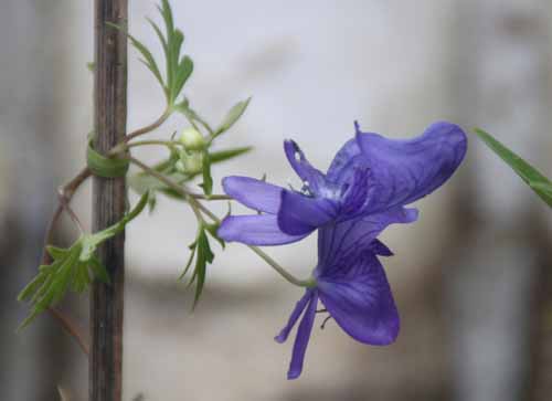 �A�|�C�g���J�u�g�A�炭�₱�̉Ԋ�