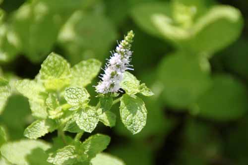 �A�b�v���~���g�A�炭�₱�̉Ԋ�