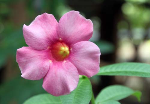 �A���}���_�E�r�I���P�A�A�炭�₱�̉Ԋ�