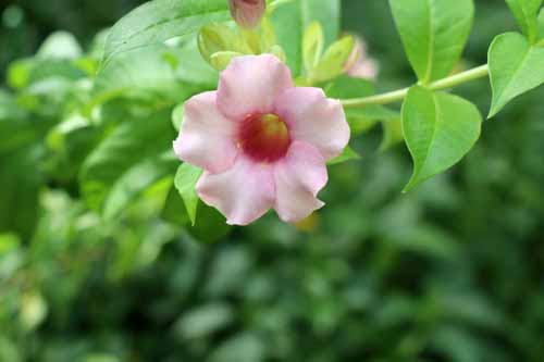 �A���}���_�E�r�I���P�A�A�炭�₱�̉Ԋ�