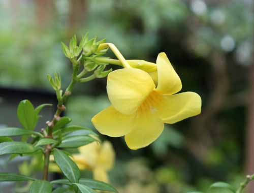 �A���A�P�J�Y���A�炭�₱�̉Ԋ�