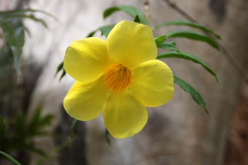 �A���A�P�J�Y���A�炭�₱�̉Ԋ�