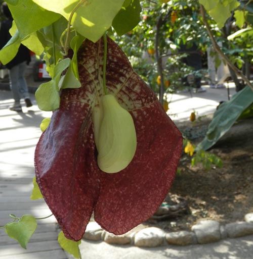 �A���X�g���L�A�E�M�K���e�B�A�A�炭�₱�̉Ԋ�