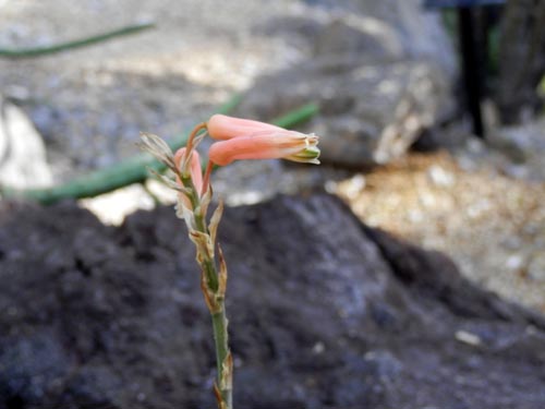 �A���G�E�A�N�e�B�b�V�}�A�炭�₱�̉Ԋ�