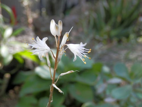 �A���G�E�A���r�t�����[�A�炭�₱�̉Ԋ�