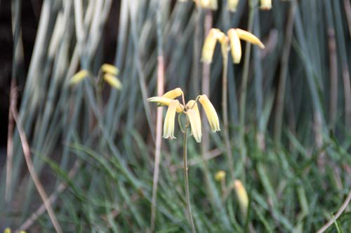 �A���G�E�o�P���A�炭�₱�̉Ԋ�