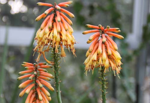 �A���G�E�J�����j�[�A�炭�₱�̉Ԋ�