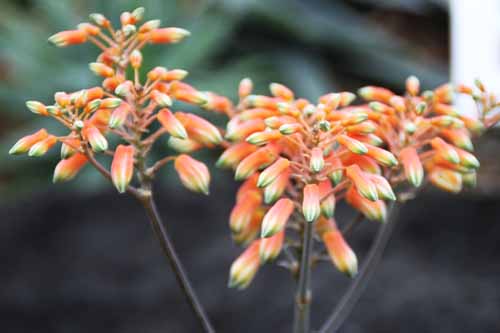 �A���G�E�X�g���A�[�^�A�炭�₱�̉Ԋ�