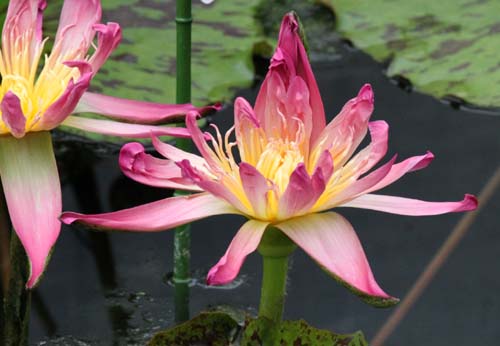 �A���o�[�g�E�O���[���o�[�O�A�炭�₱�̉Ԋ�