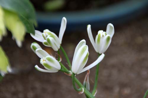 �A���u�J�E�l���\�j�[�A�炭�₱�̉Ԋ�