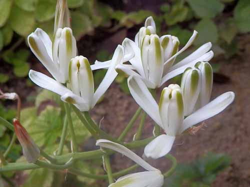 �A���u�J�E�l���\�j�[�A�炭�₱�̉Ԋ�