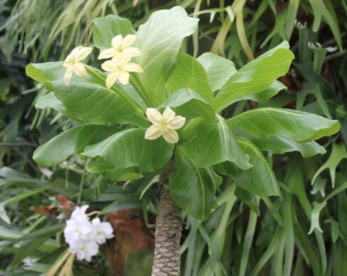 �A�����A�炭�₱�̉Ԋ�