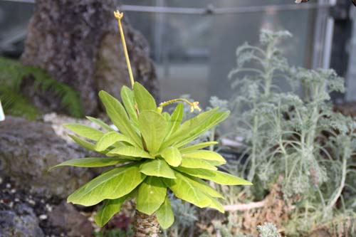 �A�����A�炭�₱�̉Ԋ�