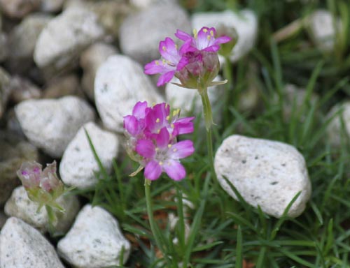 �A�������A�E�J�G�X�s�g�T�A�炭�₱�̉Ԋ�