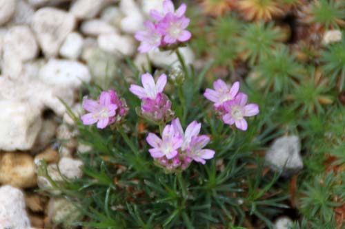 �A�������A�E�J�G�X�s�g�T�A�炭�₱�̉Ԋ�