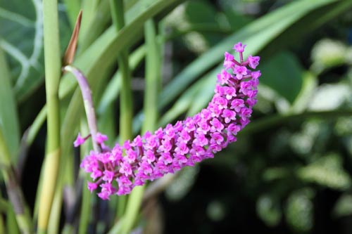 �A���|�t�B�����E�X�s�J�c���A�炭�₱�̉Ԋ�