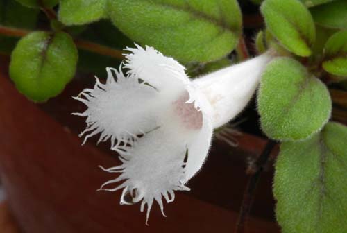 �A���\�r�A�E�f�B�A���e�t�����A�炭�₱�̉Ԋ�