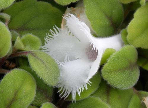 �A���\�r�A�E�f�B�A���e�t�����A�炭�₱�̉Ԋ�