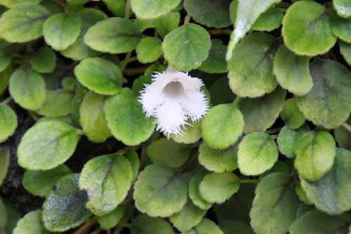 �A���\�r�A�E�f�B�A���e�t�����A�炭�₱�̉Ԋ�