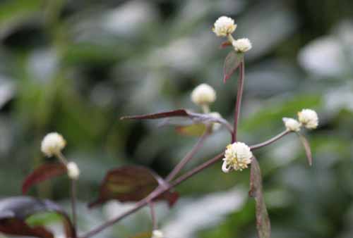 �A���e���i���e���A�炭�₱�̉Ԋ�