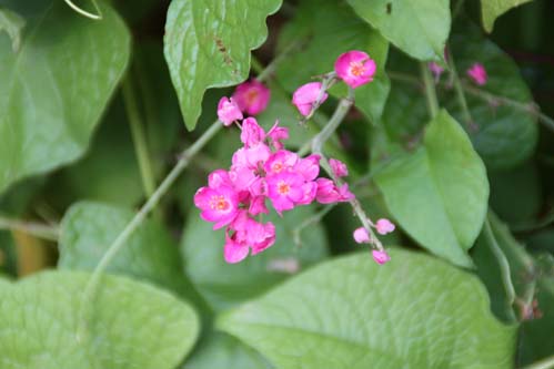 �A�T�q�J�Y���A�炭�₱�̉Ԋ�