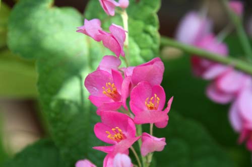 �A�T�q�J�Y���A�炭�₱�̉Ԋ�