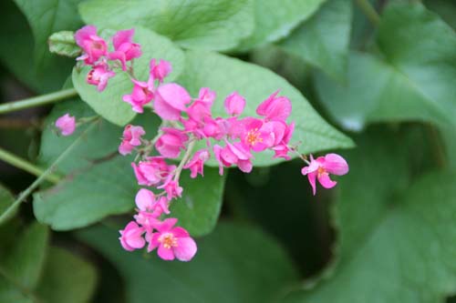 �A�T�q�J�Y���A�炭�₱�̉Ԋ�