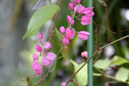 �A�T�q�J�Y���A�炭�₱�̉Ԋ�