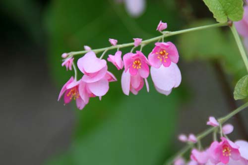 �A�T�q�J�Y���A�炭�₱�̉Ԋ�