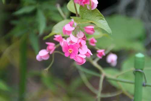 �A�T�q�J�Y���A�炭�₱�̉Ԋ�