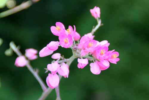 �A�T�q�J�Y���A�炭�₱�̉Ԋ�