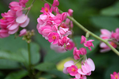 �A�T�q�J�Y���A�炭�₱�̉Ԋ�