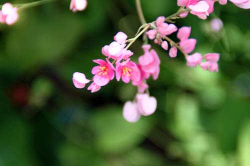 �A�T�q�J�Y���A�炭�₱�̉Ԋ�