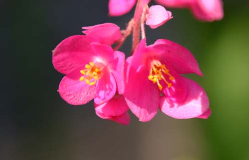 �A�T�q�J�Y���A�炭�₱�̉Ԋ�