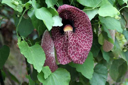 �A�X�g���L�A�E�M�K���e�B�A�A�炭�₱�̉Ԋ�