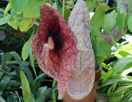 �A�X�g���L�A�E�M�K���e�B�A�A�炭�₱�̉Ԋ�