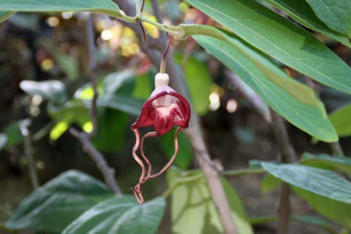 �A�X�g���L�A�E�g���J�E�_�^�A�炭�₱�̉Ԋ�