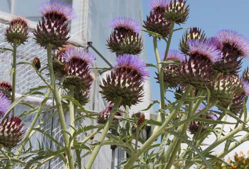 �A�[�e�B�`���[�N�A�炭�₱�̉Ԋ�