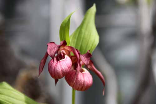 �A�c�����\�E �炭�₱�̉Ԋ�