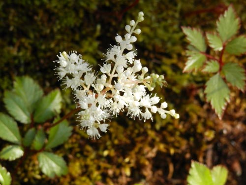 �A�������V���E�}�A�炭�₱�̉Ԋ�