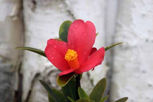 �A�U���A�c�o�L�A�炭�₱�̉Ԋ�