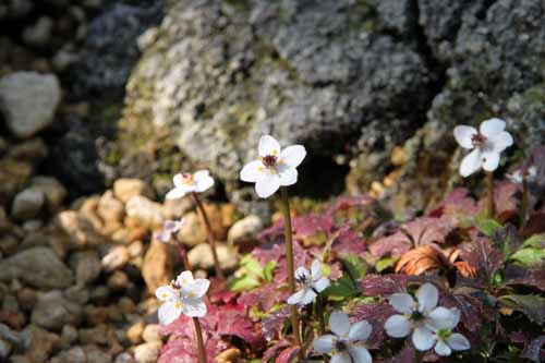 �o�C�J�I�E�����A�炭�₱�̉Ԋ�