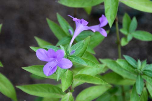 �o�[�����A�E�N���X�^�[�^�A�炭�₱�̉Ԋ�