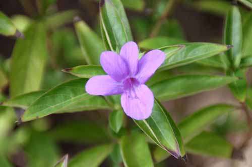 �o�[�����A�E�N���X�^�[�^�A�炭�₱�̉Ԋ�