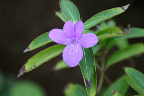 �o�[�����A�E�N���X�^�[�^�A�炭�₱�̉Ԋ�