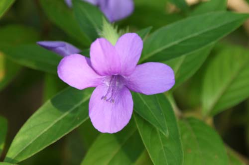 �o�[�����A�E�N���X�^�[�^�A�炭�₱�̉Ԋ�