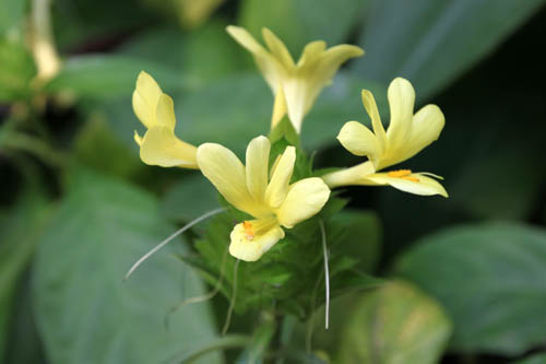 �o�������A�E�~�J���X�A�炭�₱�̉Ԋ�